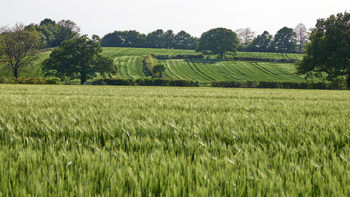 Rolling green wheat fields This landscape photograph features rolling green wheat fields typical of a rural agricultural setting. The image was captured in the late afternoon during the spring season, as indicated by the lush growth and fresh green color of the wheat. The fields extend across gentle hills, with lines showing recent cultivation characteristic of agricultural land in springtime. Mature trees border the fields, and beyond them, more wheat fields are visible, separated by hedgerows that add structure to the rural countryside. The photograph emphasizes the importance of wheat cultivation in rural agriculture and highlights the natural beauty of spring in the fields.
